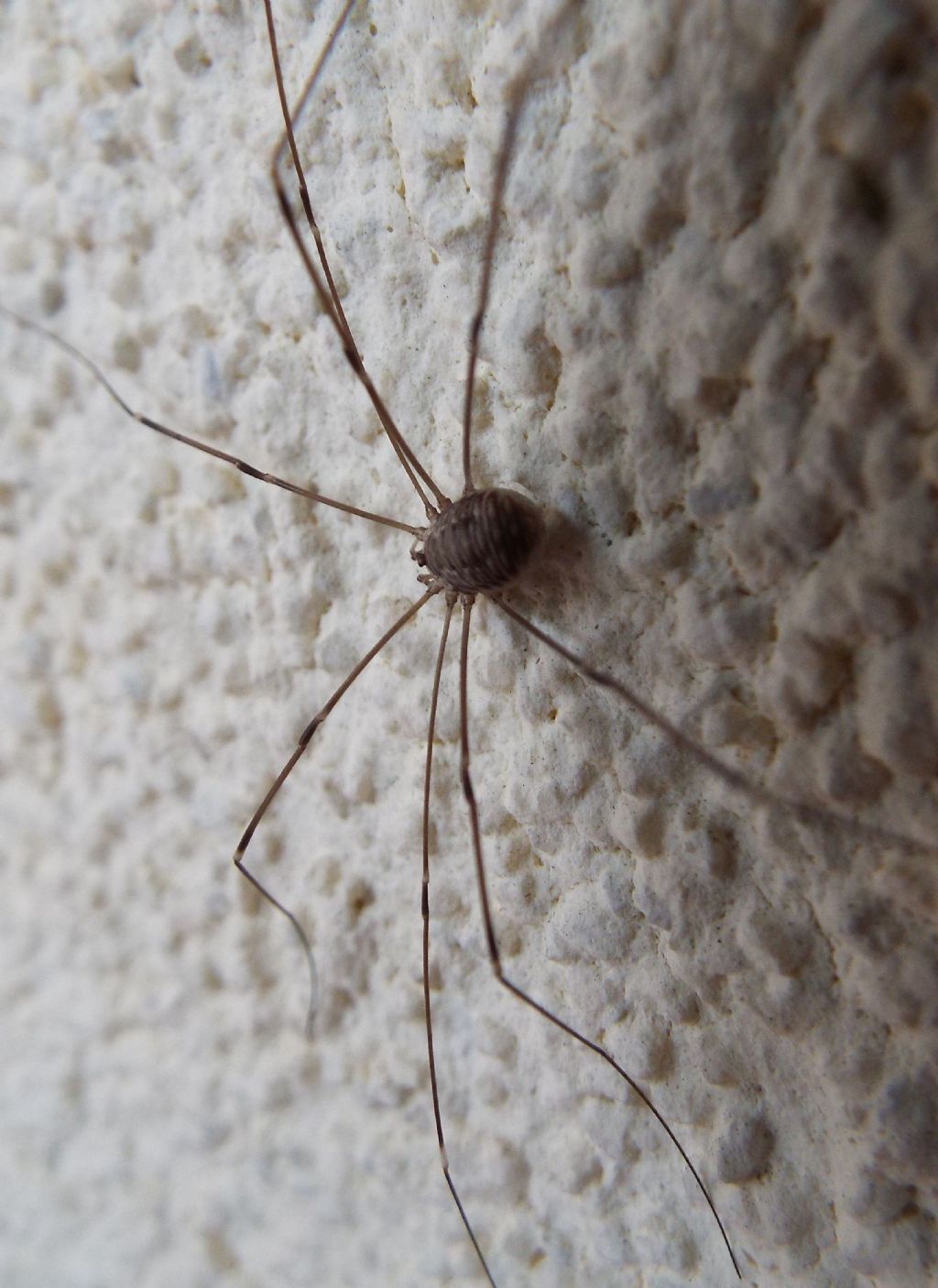 Leiobunum cf. limbatum